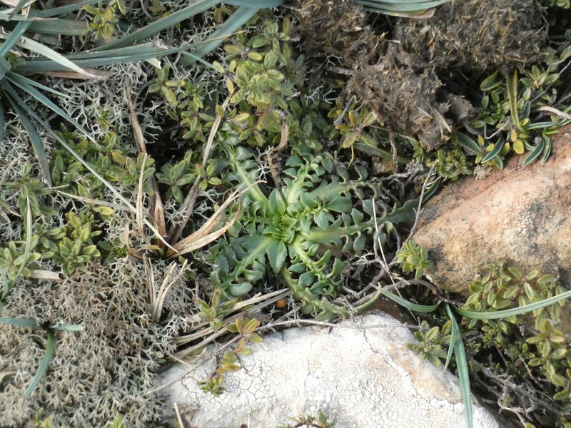 Centaurea borjae photo 5