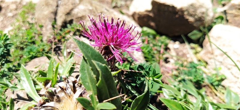 Centaurea borjae photo 6