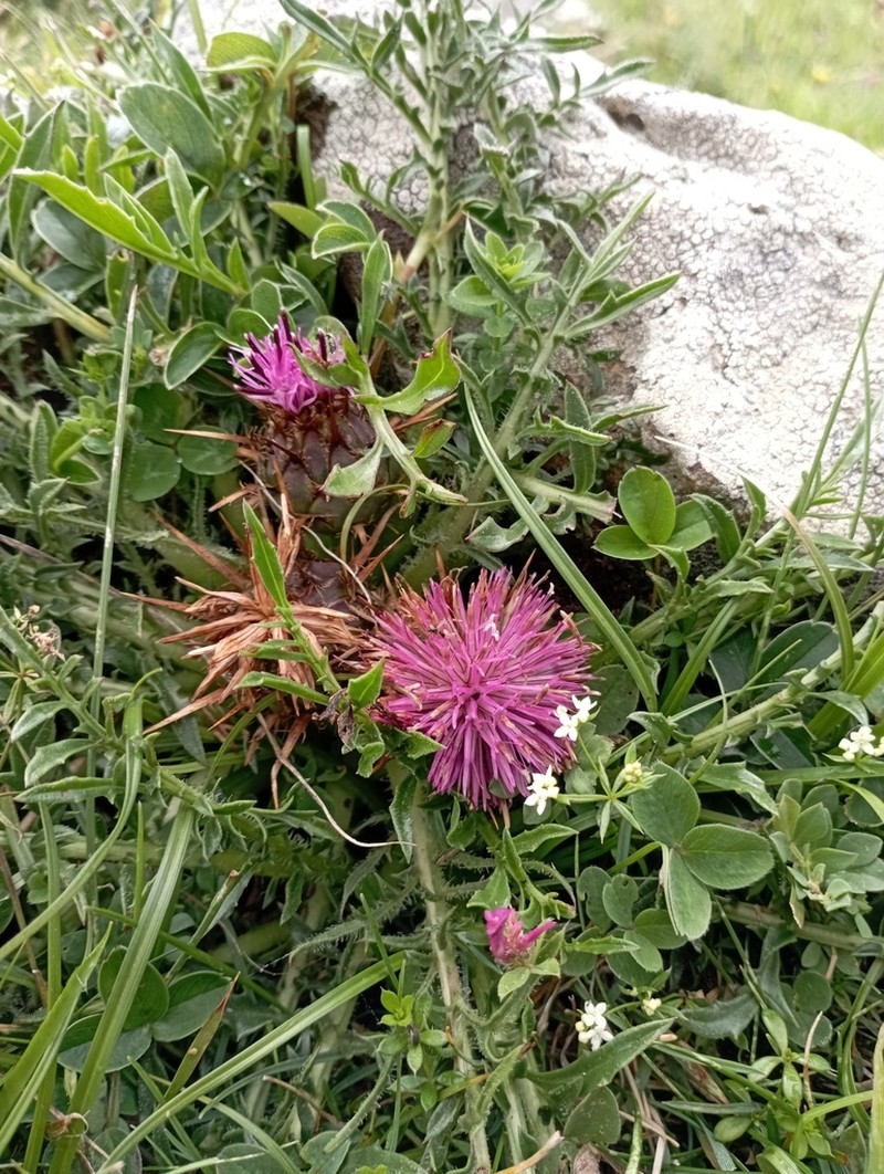 Centaurea borjae photo 7