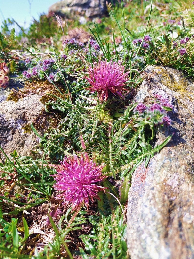 Centaurea borjae photo 8