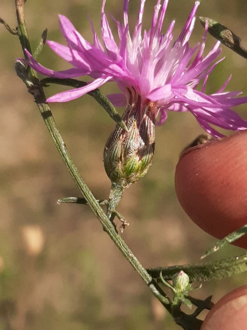 Centaurea borysthenica