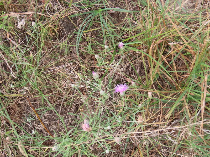 Centaurea borysthenica photo 2