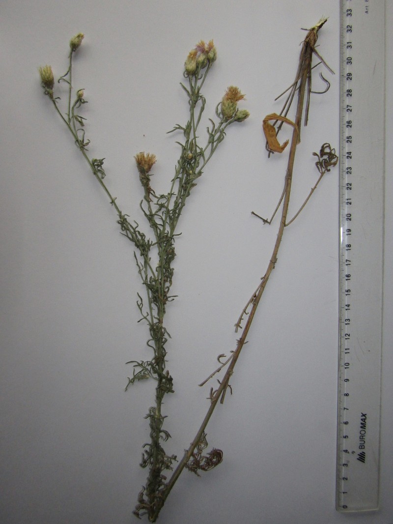 Centaurea borysthenica photo 3