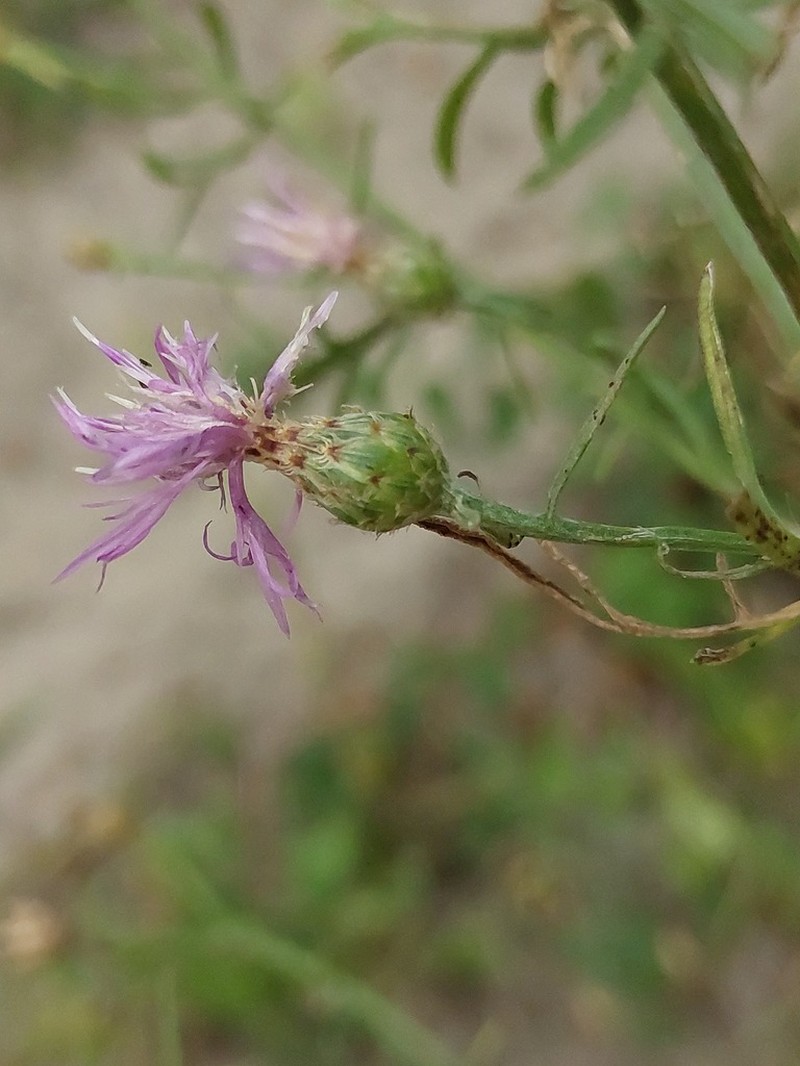Centaurea borysthenica photo 4