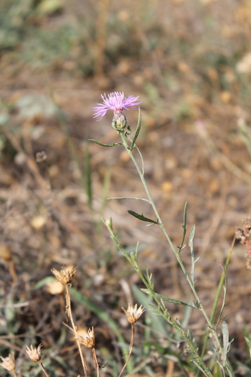 Centaurea borysthenica photo 5