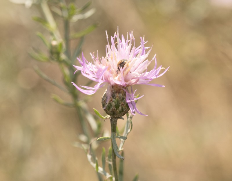Centaurea borysthenica photo 6