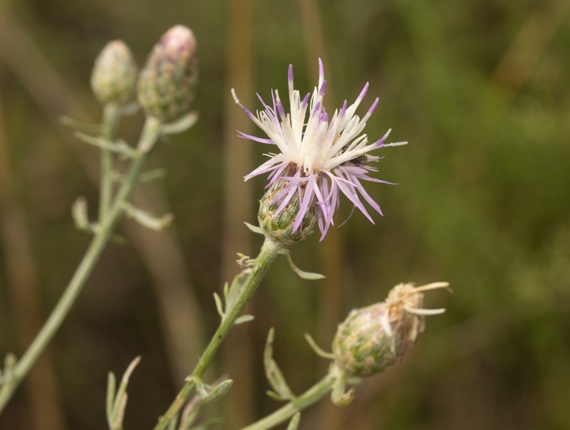 Centaurea borysthenica photo 7