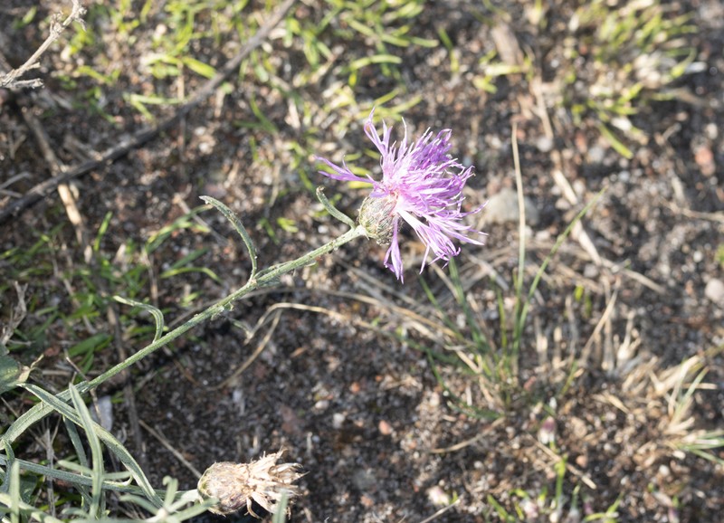 Centaurea borysthenica photo 8