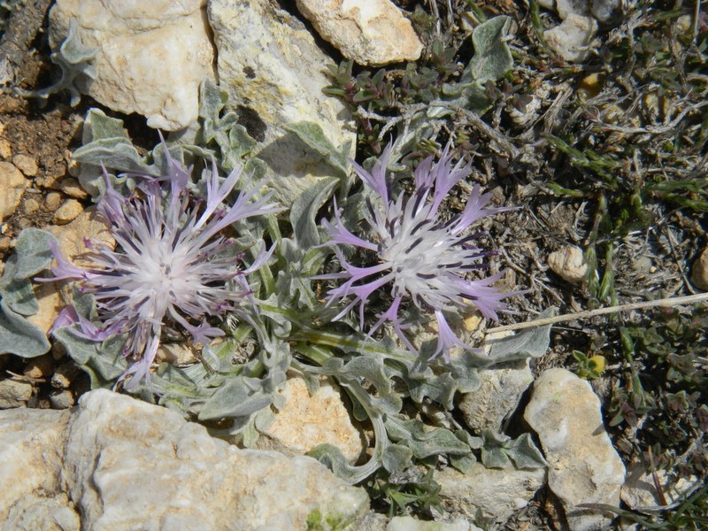 Centaurea bourgaei