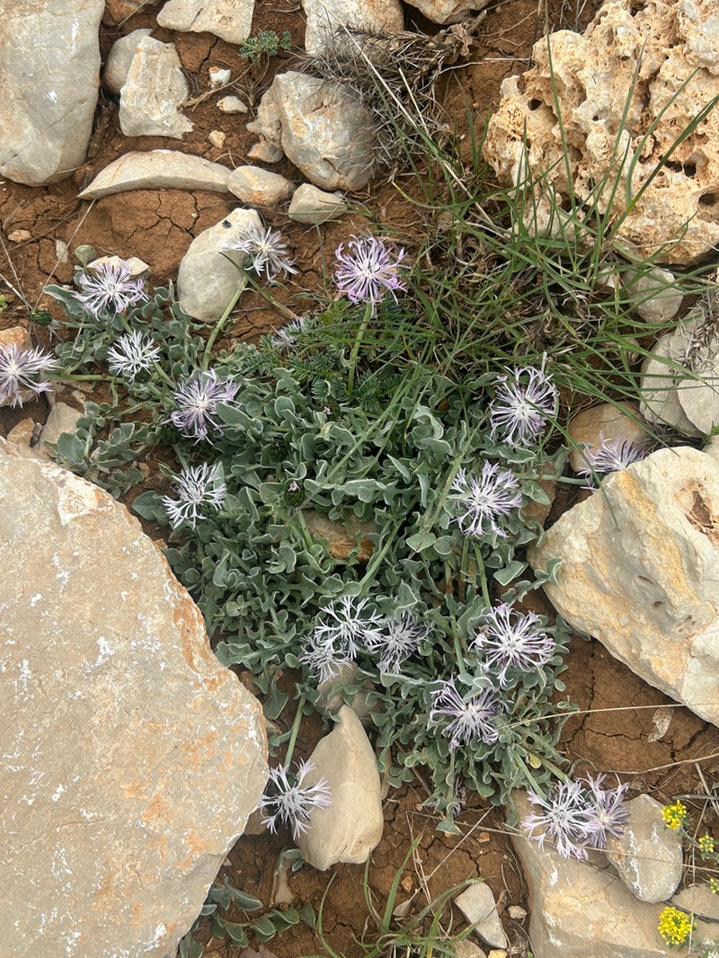 Centaurea bourgaei photo 2