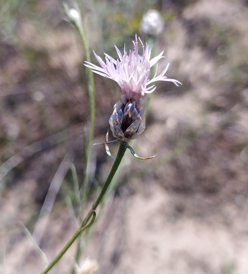 Centaurea breviceps