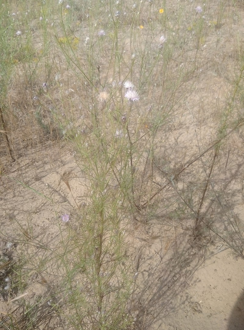 Centaurea breviceps photo 2