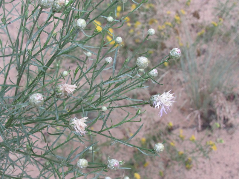 Centaurea breviceps photo 3