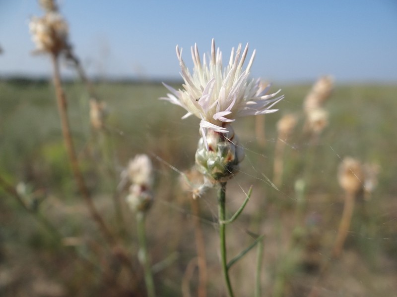 Centaurea breviceps photo 5