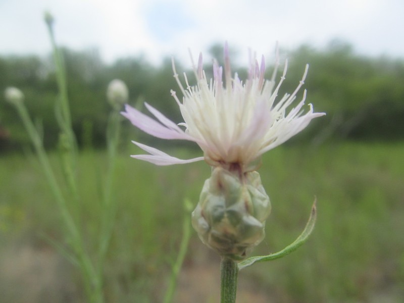 Centaurea breviceps photo 6
