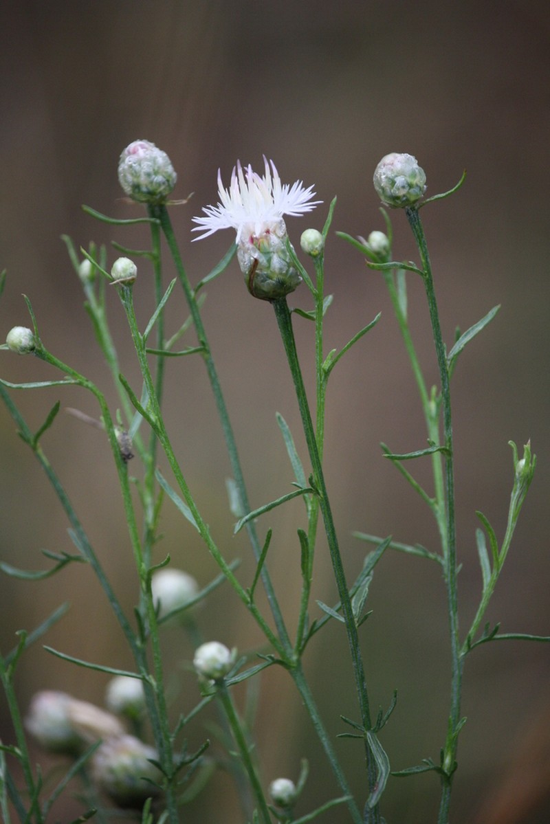 Centaurea breviceps photo 7