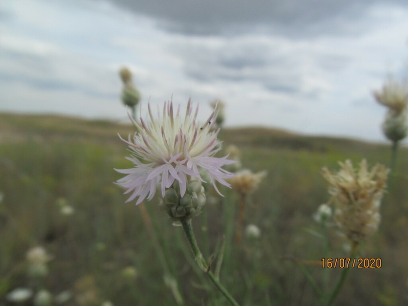 Centaurea breviceps photo 8