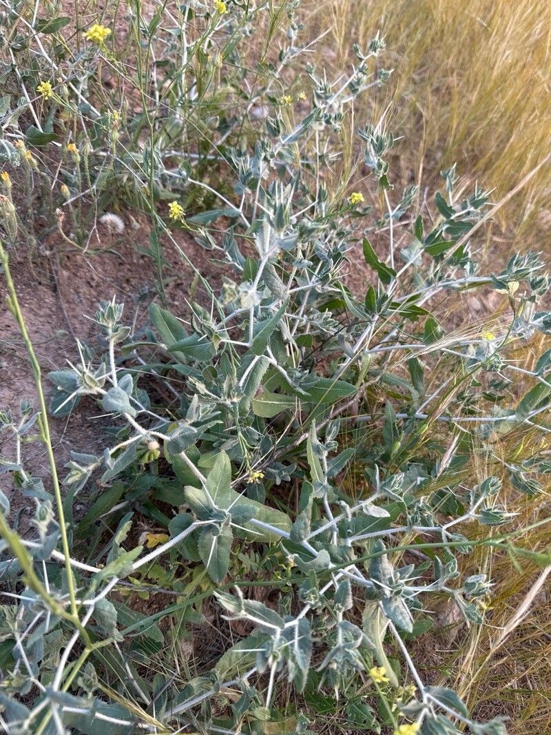 Centaurea bruguieriana