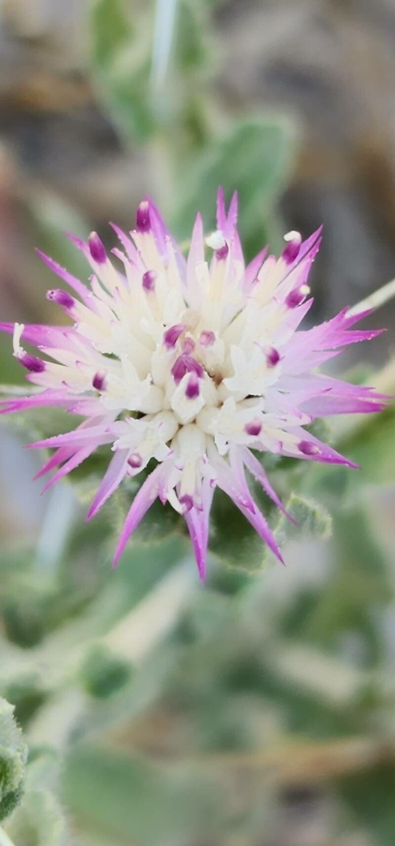 Centaurea bruguieriana photo 2