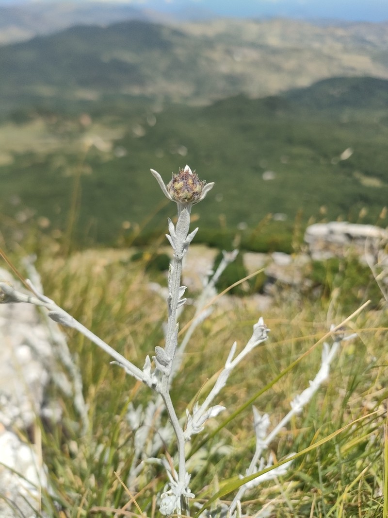 Centaurea busambarensis photo 2