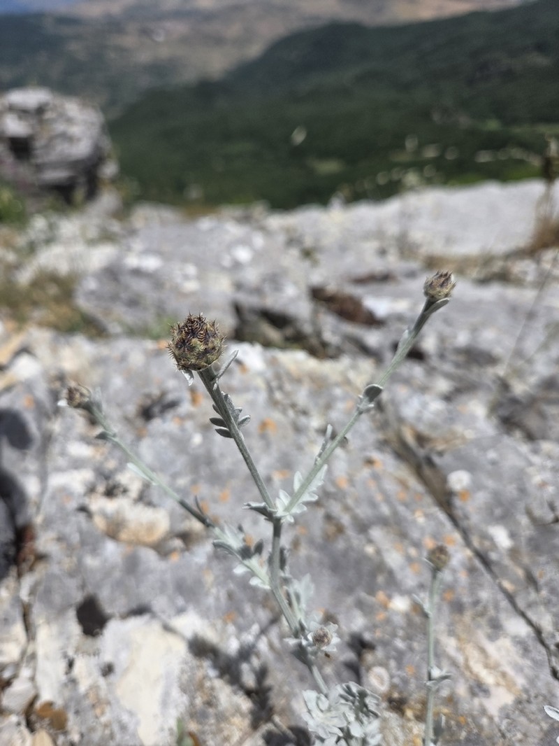 Centaurea busambarensis photo 3