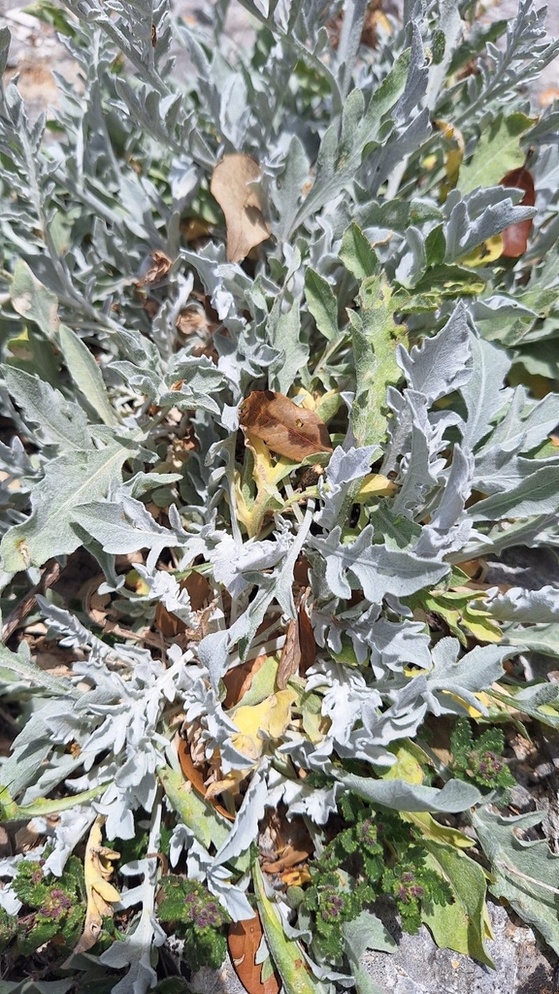 Centaurea busambarensis photo 4
