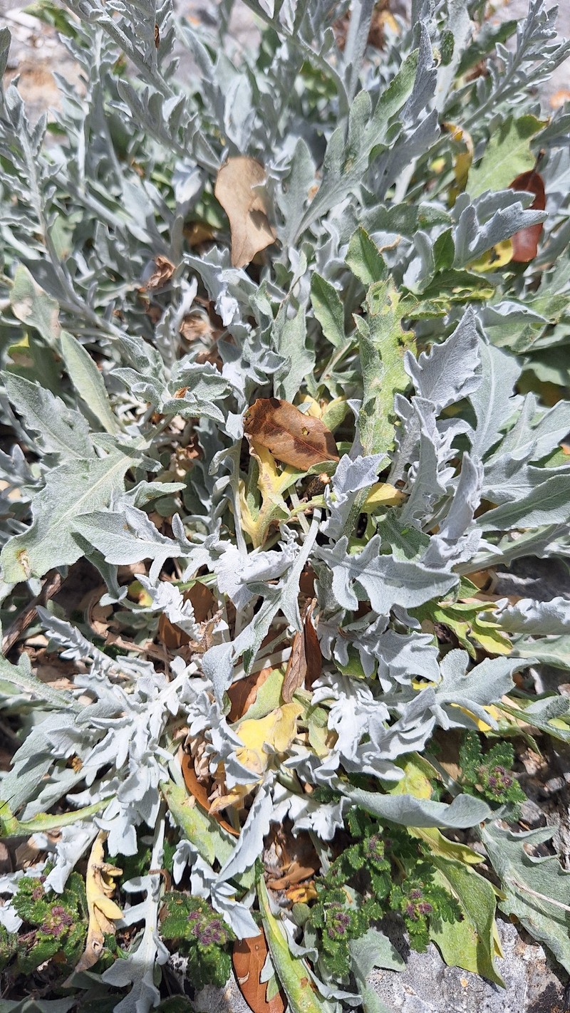 Centaurea busambarensis photo 5