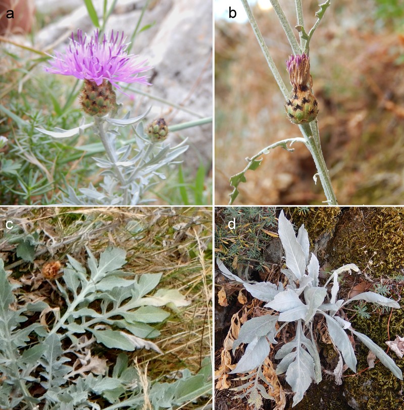 Centaurea busambarensis