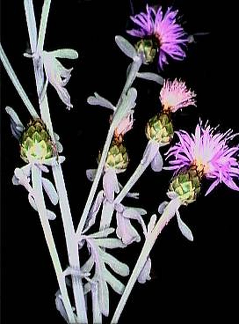 Centaurea busambarensis photo 6