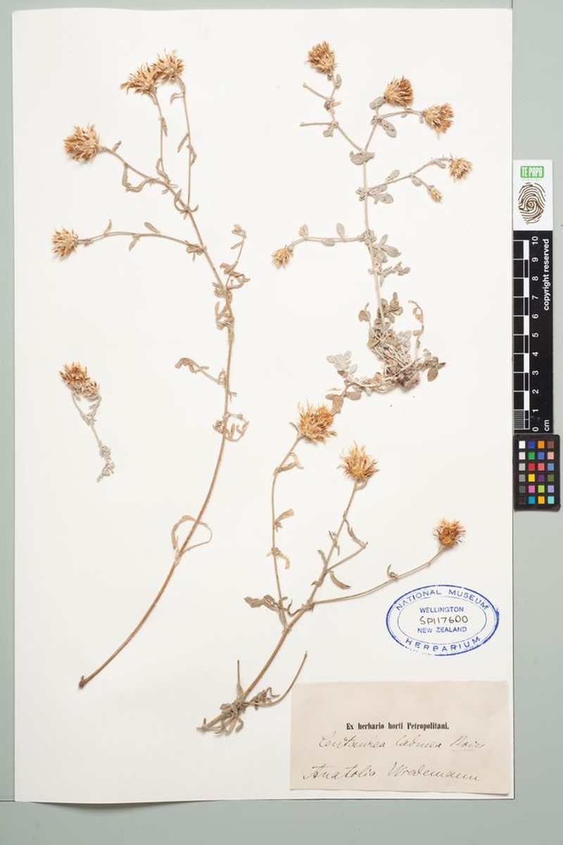 Centaurea cadmea