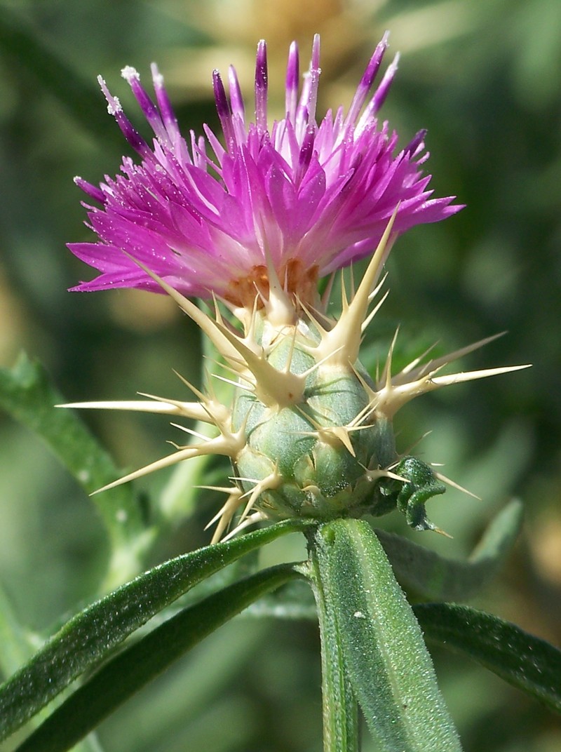 Red Star-Thistle