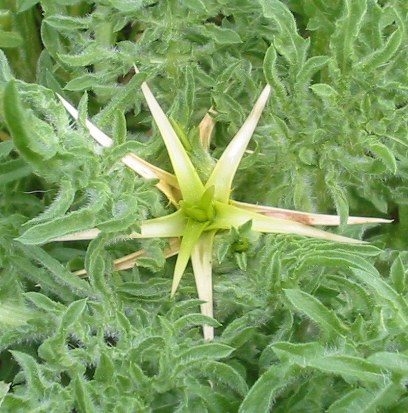 Red Star-Thistle photo 2