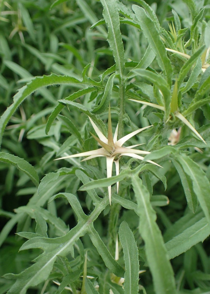 Red Star-Thistle photo 4