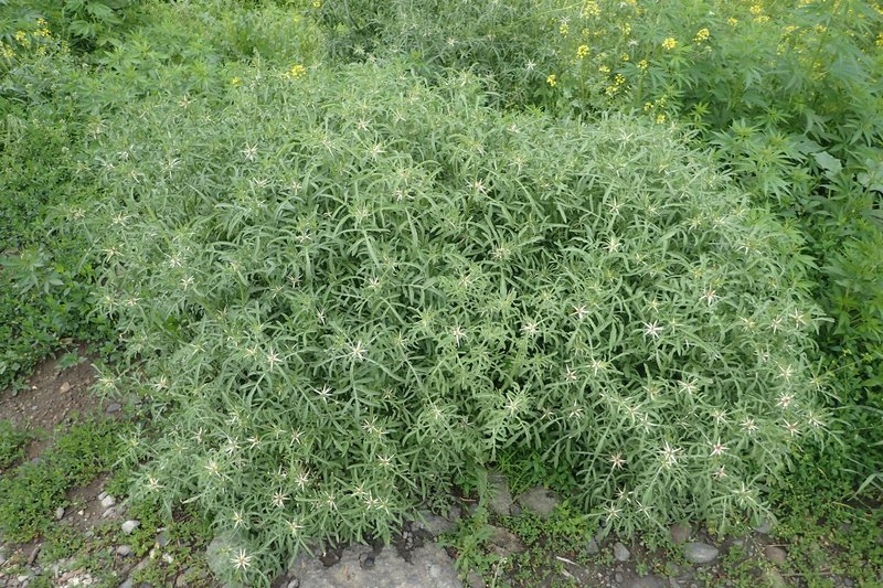 Red Star-Thistle photo 5