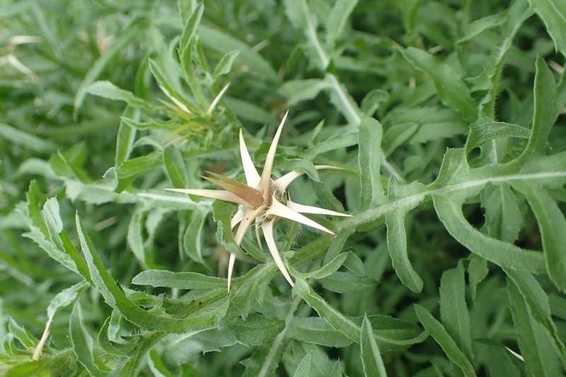 Red Star-Thistle photo 6