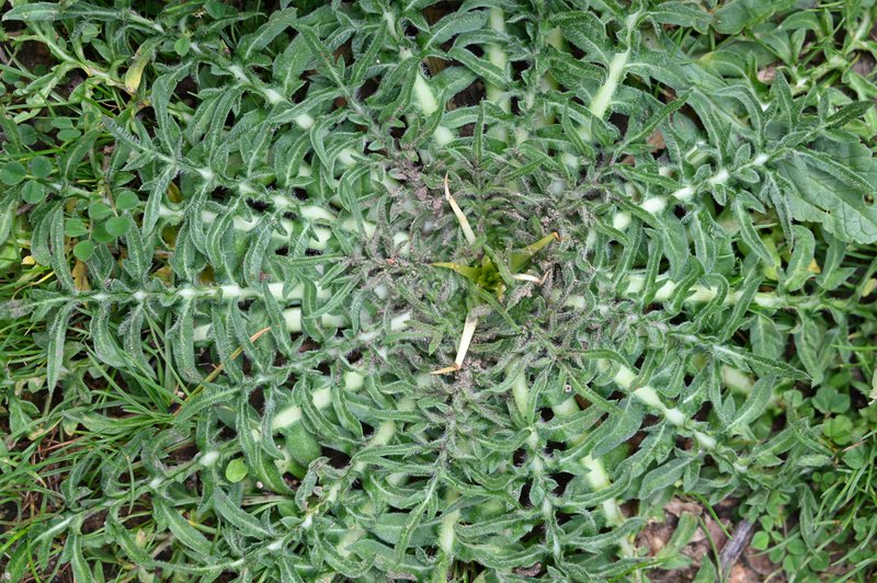 Red Star-Thistle photo 7