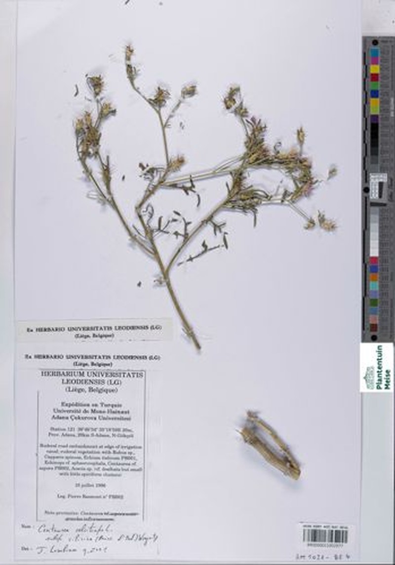 Centaurea calcitrapa subsp. cilicica