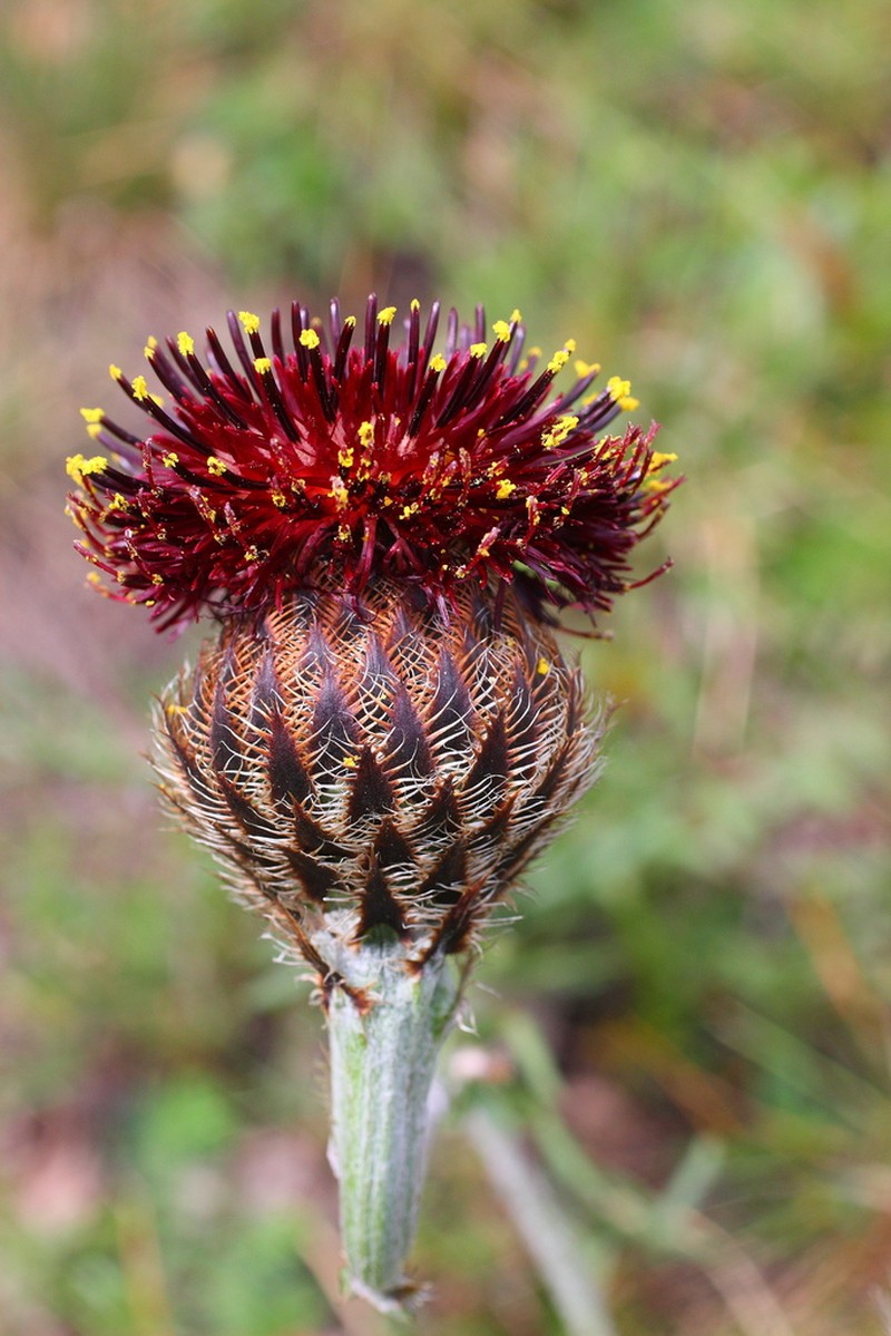 Centaurea calocephala