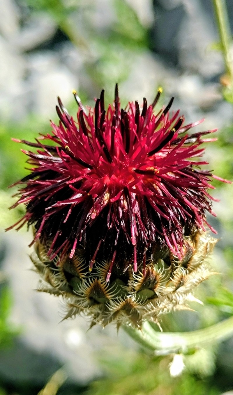 Centaurea calocephala photo 2
