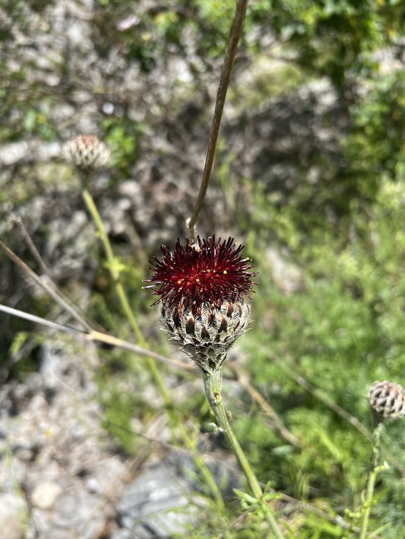 Centaurea calocephala photo 3