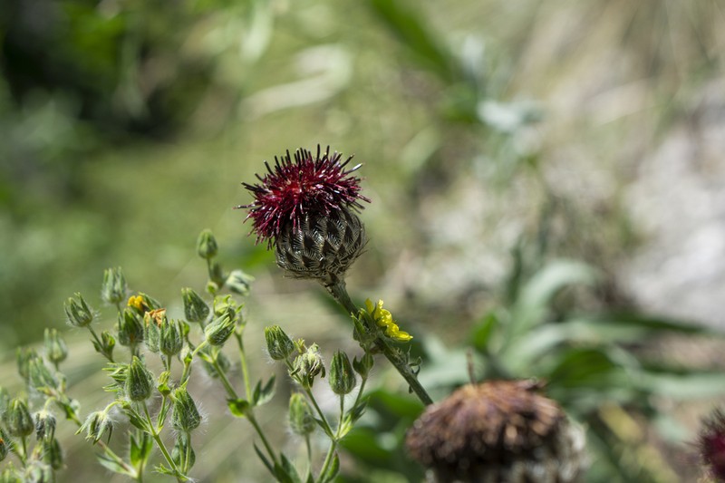 Centaurea calocephala photo 4