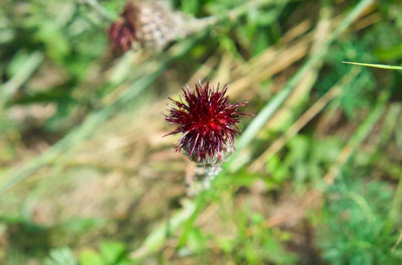 Centaurea calocephala photo 5
