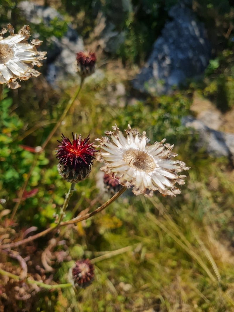Centaurea calocephala photo 6