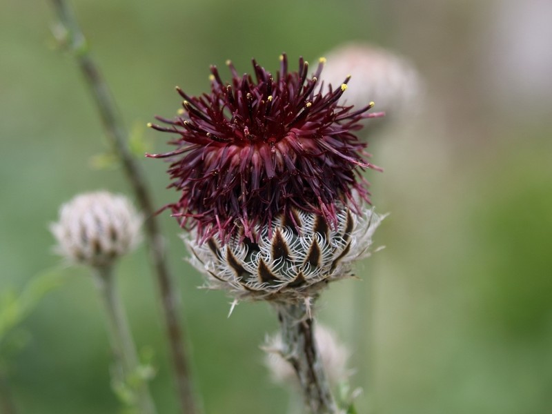 Centaurea calocephala photo 7