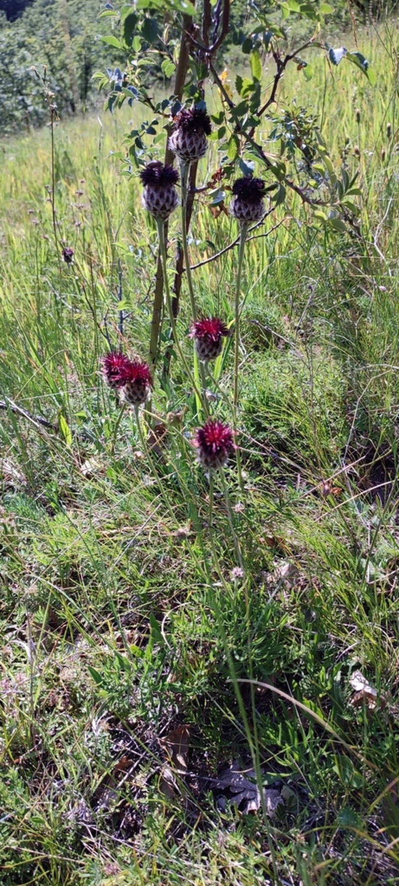 Centaurea calocephala photo 8