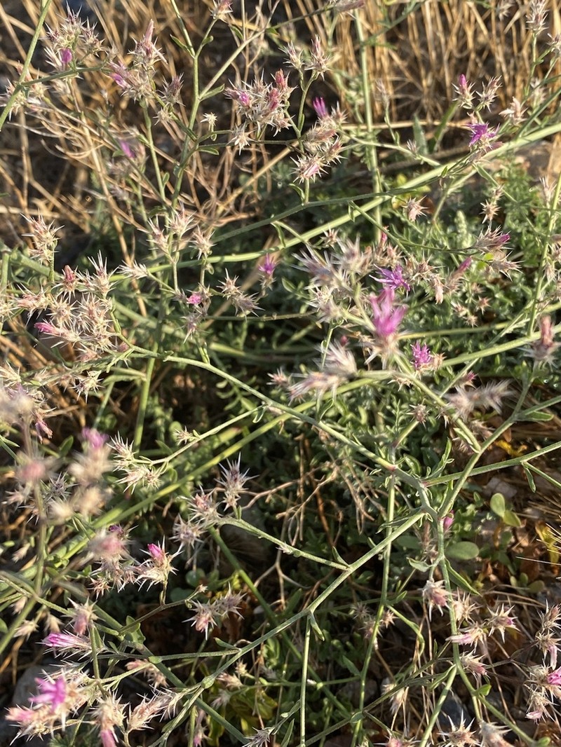 Centaurea calolepis