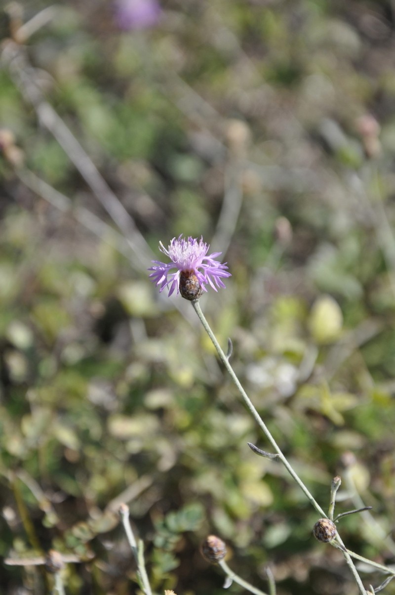 Centaurea caprina