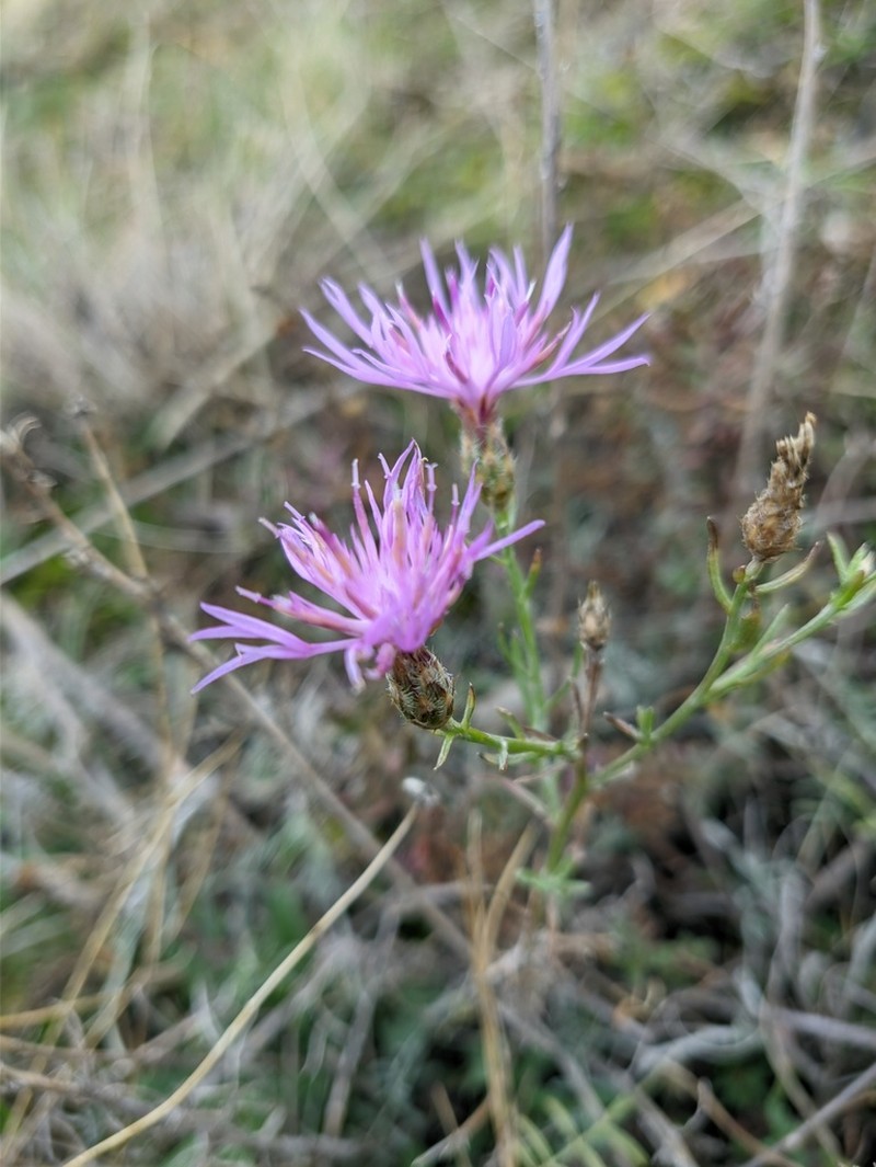 Centaurea caprina photo 2