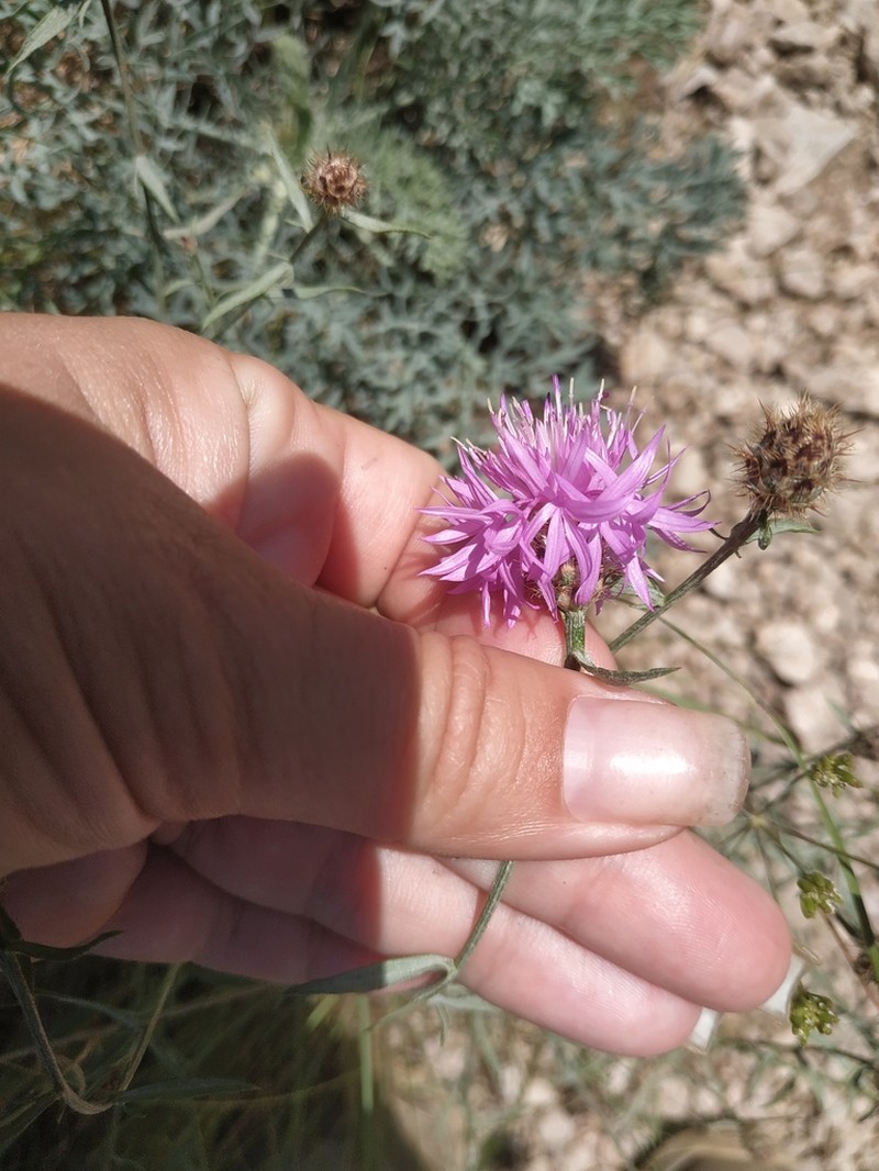 Centaurea caprina photo 3