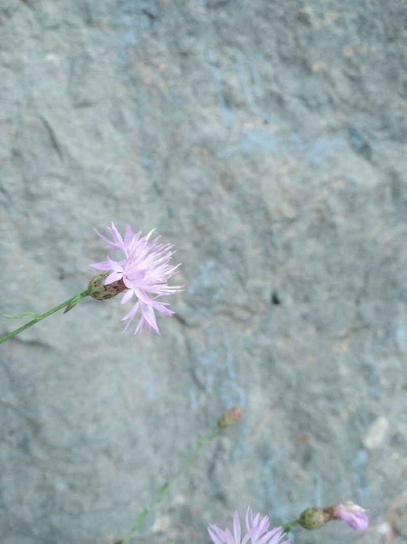 Centaurea caprina photo 4